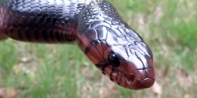 Ocala snake